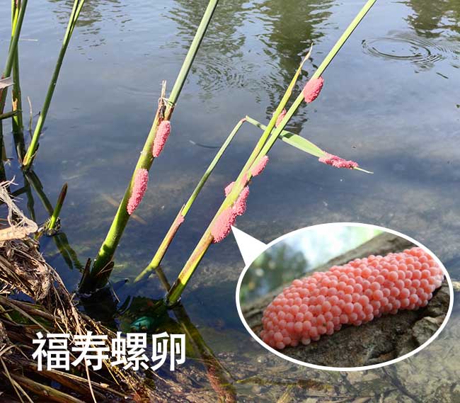 福寿螺卵的特征