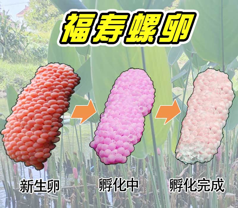 福寿螺卵的颜色变化过程是怎样的？