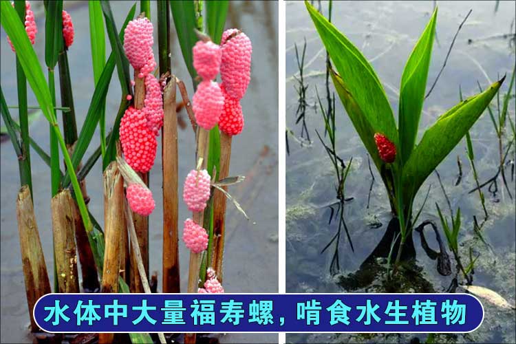 福寿螺，不但啃食水生植物，而且与底栖动物竞争，“一家独大”影响水体水质