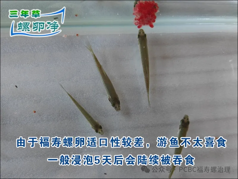 3福寿螺卵块中含PcOvo 和 PcPV2是一种蛋白酶抑制剂