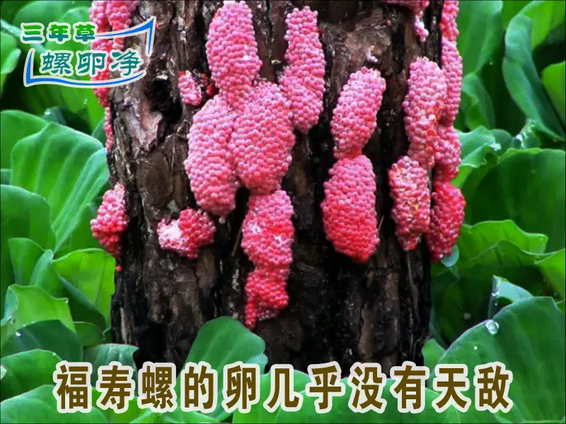 4福寿螺卵几乎没有天敌
