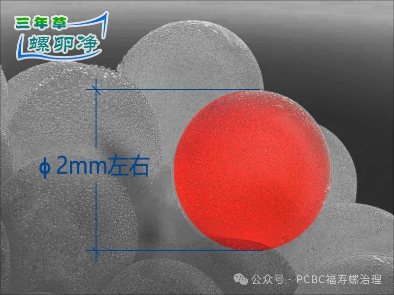 5福寿螺卵直径2mm