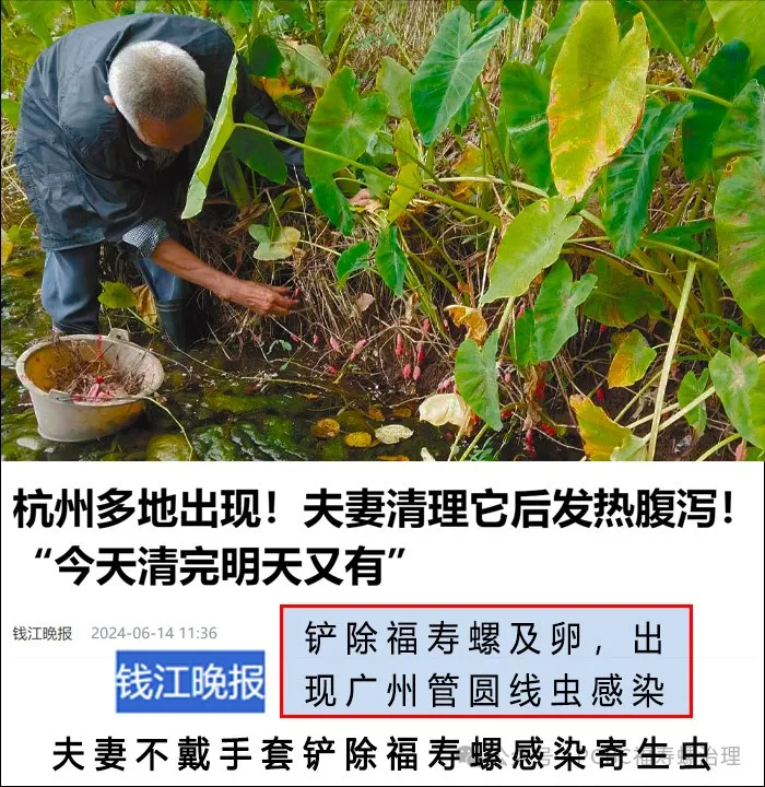 9铲除福寿螺卵后出现感染广州管圆线虫