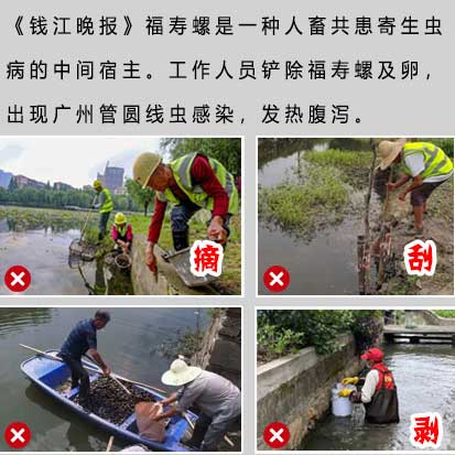 物理防治福寿螺虽直接但要综合施策