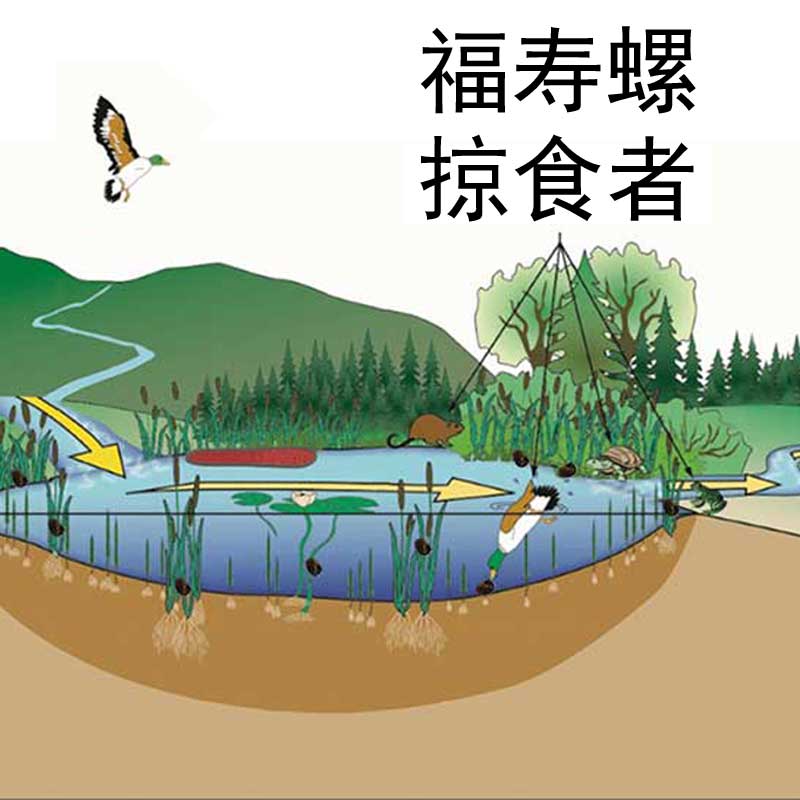 清理福寿螺五十种方法(之四十八)生态法:建立湿地绿洲