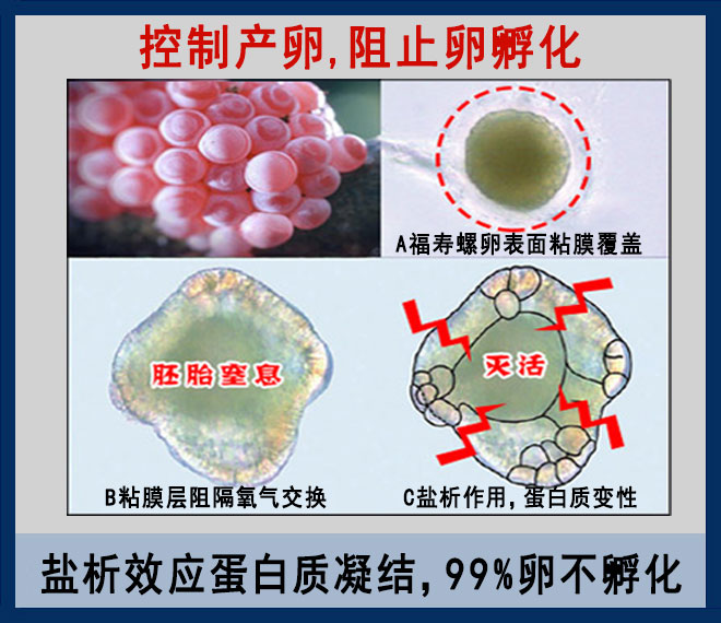 清理福寿螺新途径：控制福寿螺产卵与卵的孵化