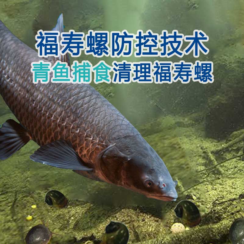 清理福寿螺五十种方法(之三十一)：青鱼,福寿螺的天然克星