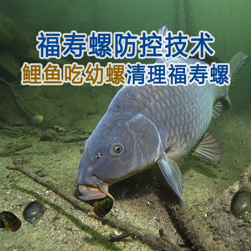 清理福寿螺五十种方法(之三十二)：鲤鱼捕食清理福寿螺幼螺