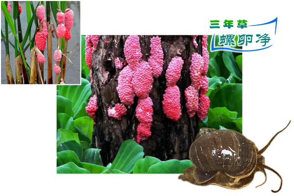 福寿螺本无罪，生态失衡是人祸