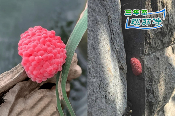 重拳清理福寿螺 守护水域生态安全