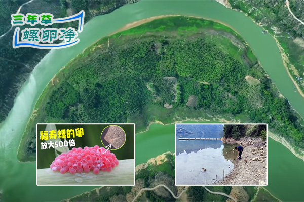 北盘江湿地公园开展消灭福寿螺行动