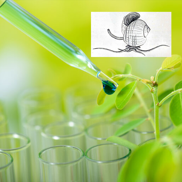 植物提取物对福寿螺的抑制效果研究