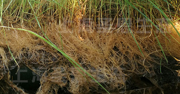 高分子纤维浮动湿地净水原理图