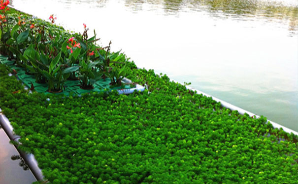 生态浮岛,浮田型生态浮岛,浮田型漂浮湿地