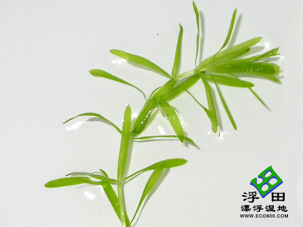 黑藻（促进磷的去除）—沉水植物