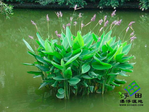 再力花—挺水植物