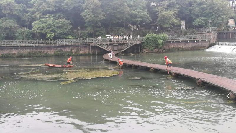 水生植物种植不当，导致凤凰河道水草泛滥1