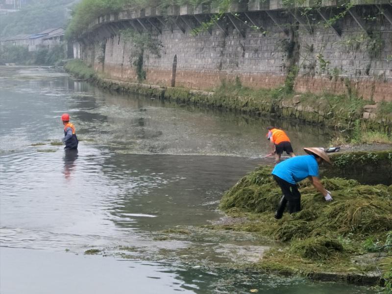 水生植物种植不当，导致凤凰河道水草泛滥6