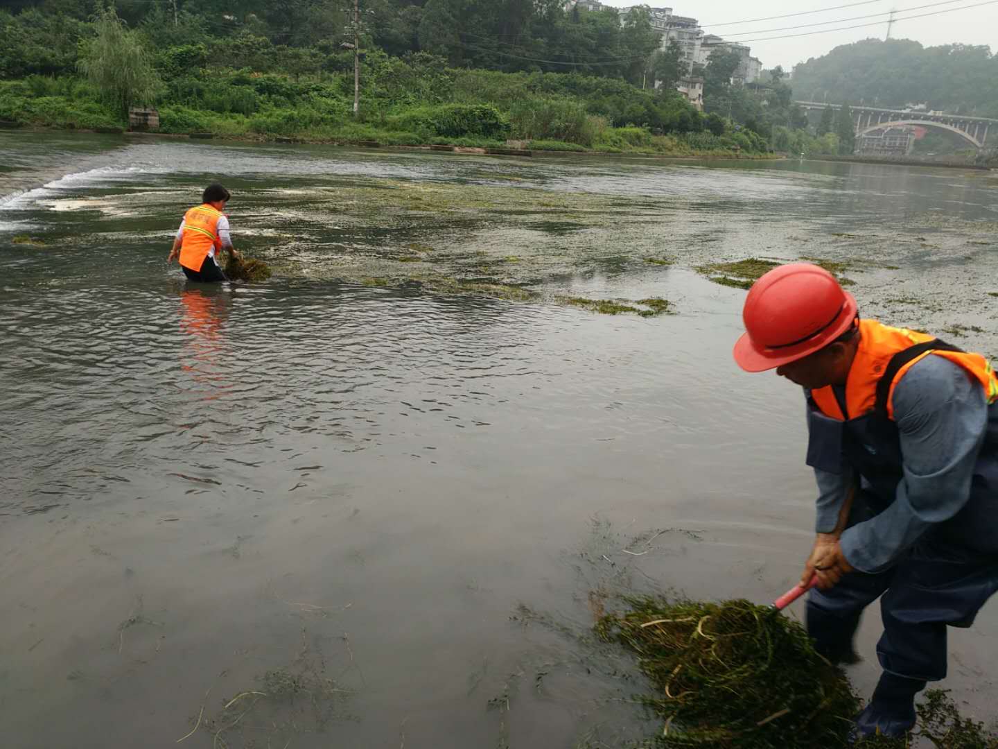 水生植物种植不当，导致凤凰河道水草泛滥8