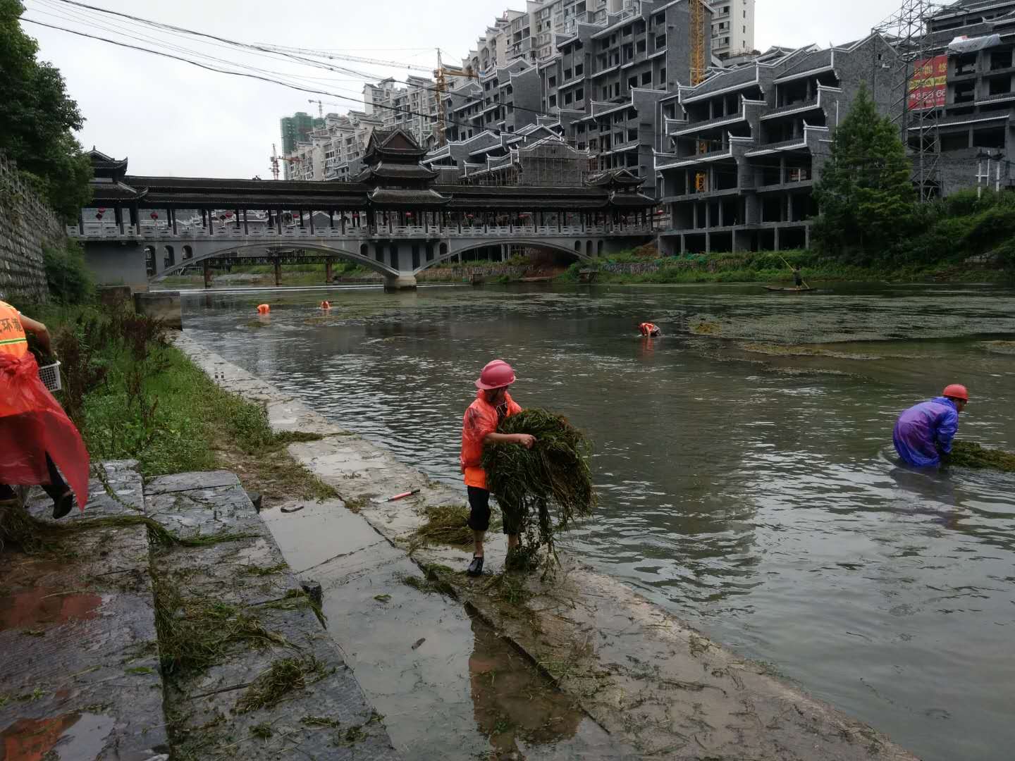 水生植物种植不当，导致凤凰河道水草泛滥9