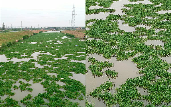 1水草满河，是净化水质还是水污染水草泛滥