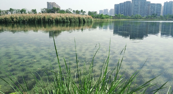 锦城湖水生态治理“水下森林”