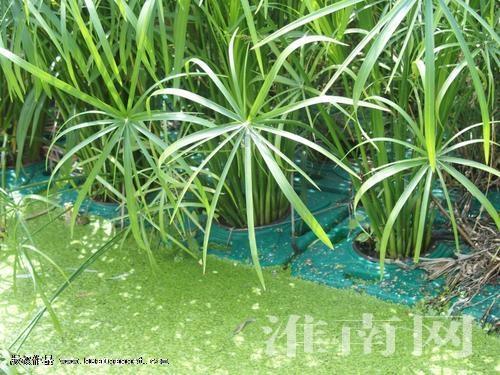 淮南采用人工浮岛培植水生植物修复水体治污防污