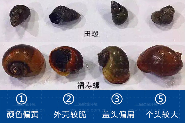 福寿螺