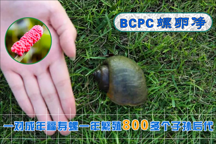 螺卵净(PCBC)消除福寿螺的危害
