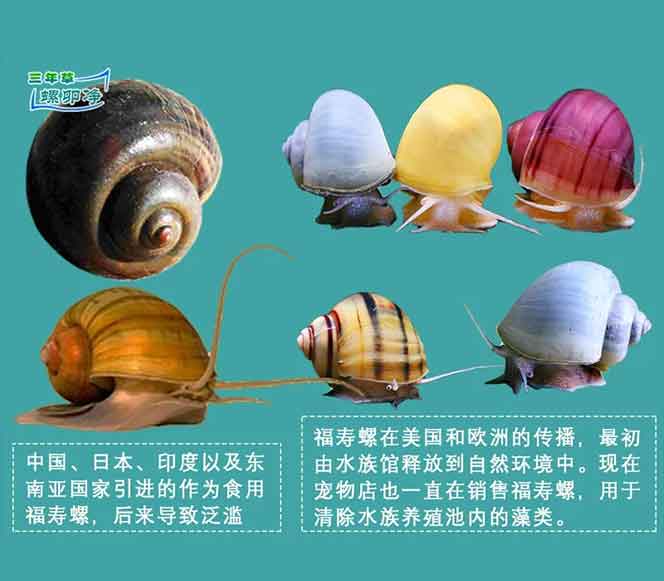 作为一种世界性外来入侵物种，福寿螺对农业、生态系统和人类健康构成了严重威胁，清理工作已刻不容缓。