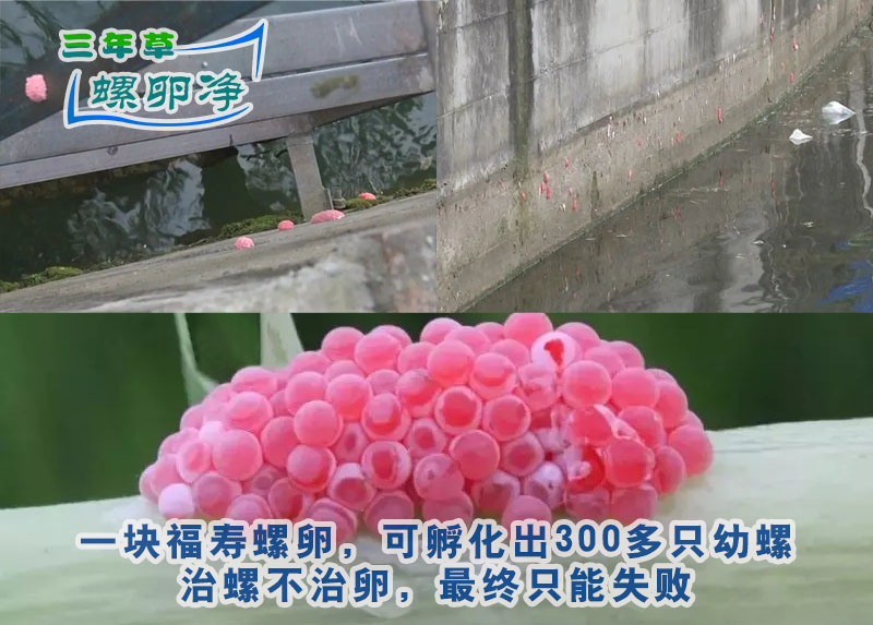 河岸现福寿螺卵，食螺危险，亟需清理福寿螺