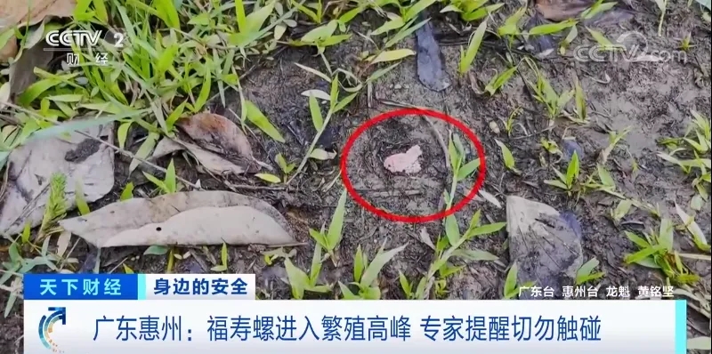 福寿螺侵扰，专家推荐使用“螺卵净”