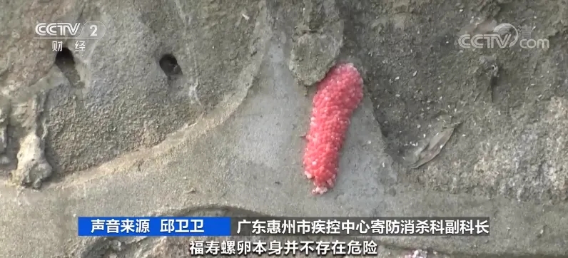 福寿螺侵扰，专家推荐使用“螺卵净”2