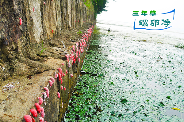 太湖福寿螺泛滥，岸边石砌驳岸密密麻麻布满福寿螺卵