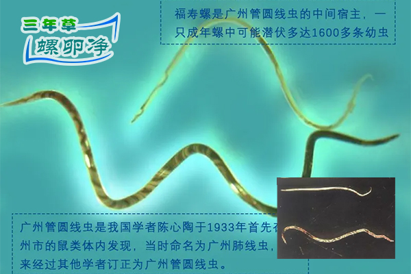 福寿螺寄生的广州管圆线虫