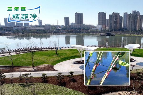 莲花湖公园发现粉红色福寿螺卵块