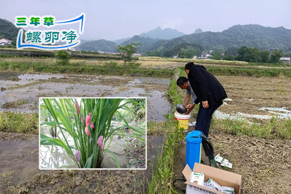 稻田清理福寿螺