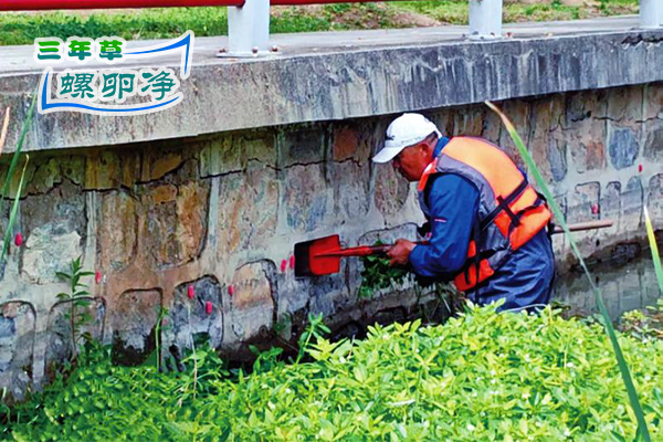 合肥强力清剿福寿螺 人工清除保障生态安全