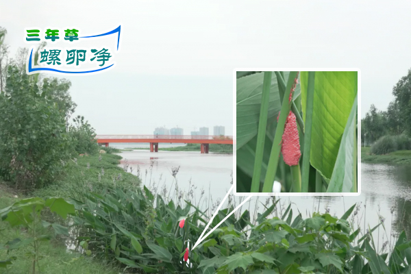 凤凰水库惊现福寿螺卵块 管理部门紧急行动