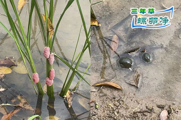 福清农田现福寿螺卵块群 误食风险亟需警惕