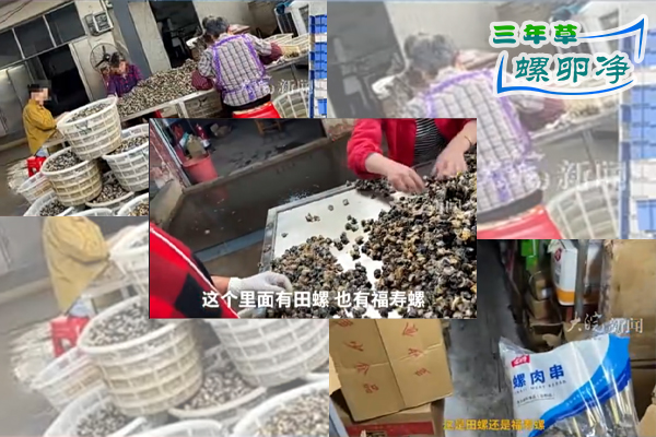 暗访实录｜湖南惊现福寿螺冒充田螺黑产链