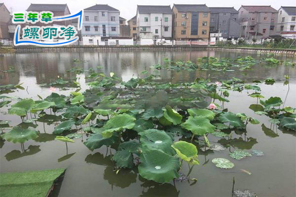 图：被福寿螺啃食的荷塘