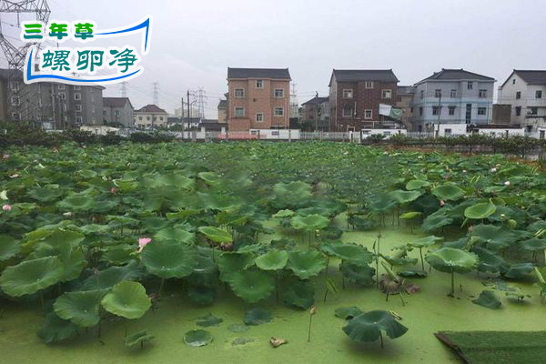 图：没有福寿螺的荷塘