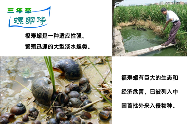 福寿螺有巨大的生态和经济危害，福寿螺已被列入中国首批外来入侵物种名单