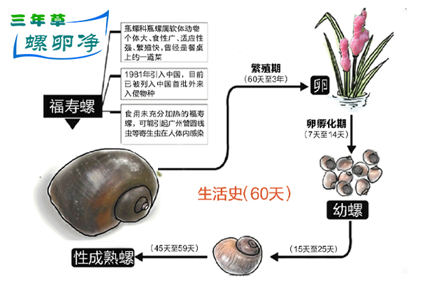 福寿螺的核心特征