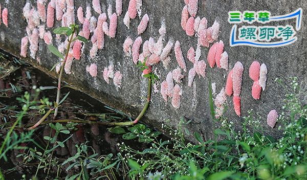 在城市公园发现的一只幼年福寿螺繁殖大量福寿螺1