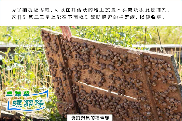 诱捕方式清理福寿螺