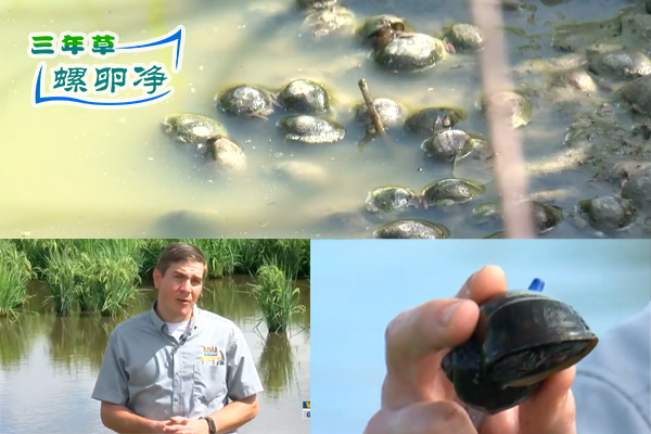 福寿螺入侵物种对路易斯安那州的小龙虾和水稻作物产生不利影响