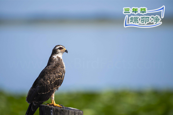 以鸟治螺：秧鹤能否成为福寿螺的生态克星？2