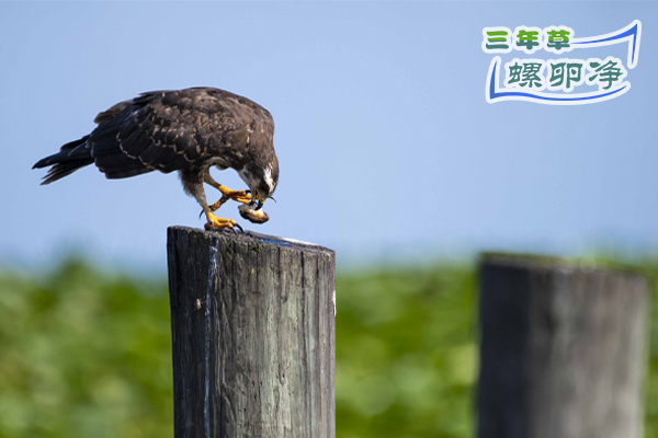 以鸟治螺：秧鹤能否成为福寿螺的生态克星？1